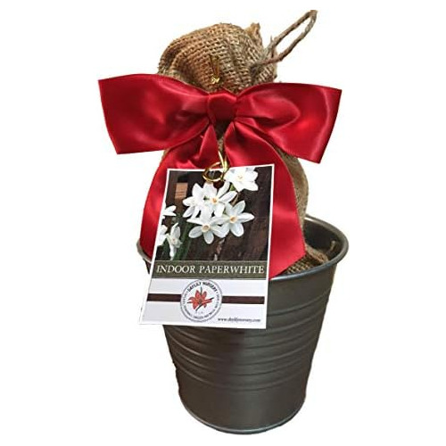 Rustic Tin Ziva Paperwhite Holiday Gift Growing Kit, De...