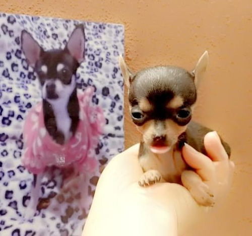 Bellos Cachorros Chihuahua 450 Puros Miniatura