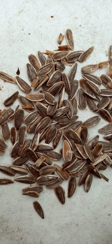 20 Sementes Selecionadas De Girassol Sem Agrotóxicos