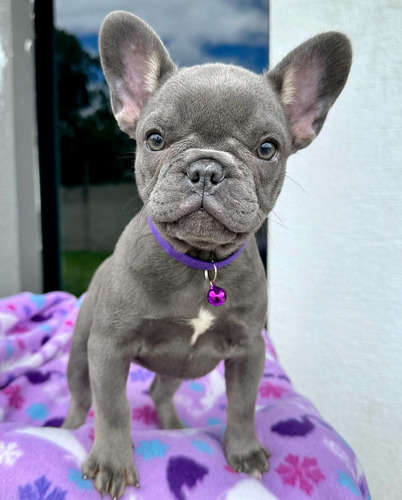 Cachorros Bulldog Frances Vacunad Pedigrí Tienda De Mascota