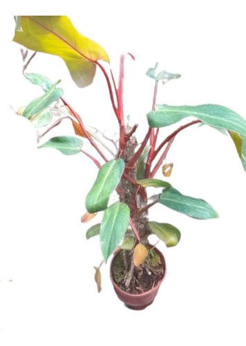 Planta Philodendron Eleganse 3lts Con Tutor