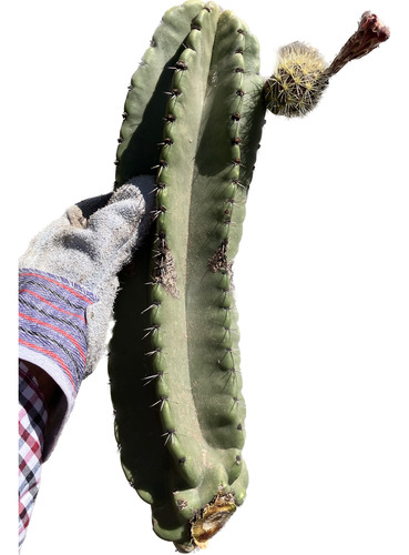 2 Esquejes Pack Cactus Pitaya De Mayo Pulpa Amarilla 50 Cm