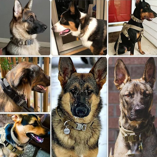 Collares Táctico Y Cuerda Para Perros Medianos Y Grandes Color Negro Tamaño Del Collar Xl