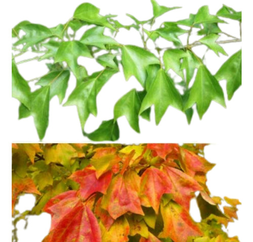 Muda De Acer Buergerianum - Tridente - Kaede - Maple Raro