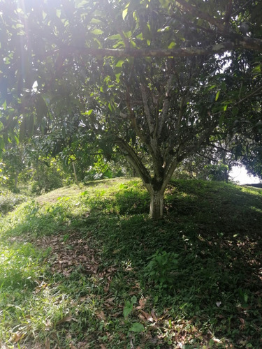 Finca Frutal En Venta, Vereda Lagunas, La Mesa, Cundinamarca
