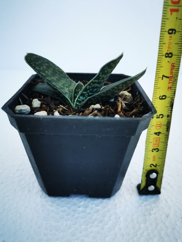 Suculenta Gasteria Maculata 30 Pzas