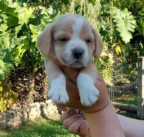 Imagen 4 de 5 de Cachorros Beagle Machos Y Hembras