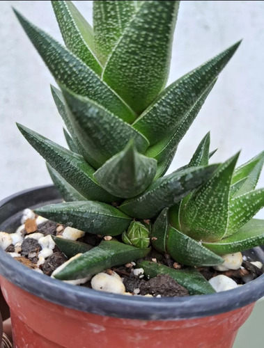 Haworthia Resendeana Suculenta De Colección No Tiene