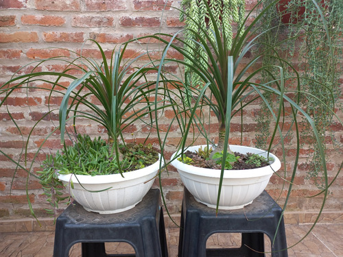 Planta Nolina Pata De Elefante 