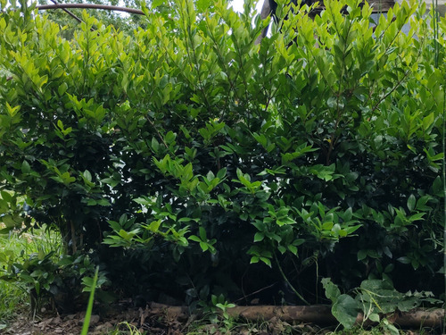 Olea Amarilla 120cm - Arbusto Ideal Para Cercos Vivos