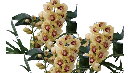 Orquídeas Cymbidiuns Adultas - Varias Cores A Escolher
