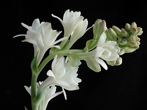 Rápido envío gratuito Flores Cortadas Muy Importantes,Adaptable,Bulbos De Nardo,Rica Fragancia,Bulbos De Nardo Blanco,Hierba Perenne-5 Bulbos,a Precios mas bajos High-End Contemporary Fashion Rápido envío gratuito Flores Cortadas Muy Importantes,Adaptable,Bulbos De Nardo,Rica Fragancia,Bulbos De Nardo Blanco,Hierba Perenne-5 Bulbos,a Precios mas bajos High-End Contemporary Fashion