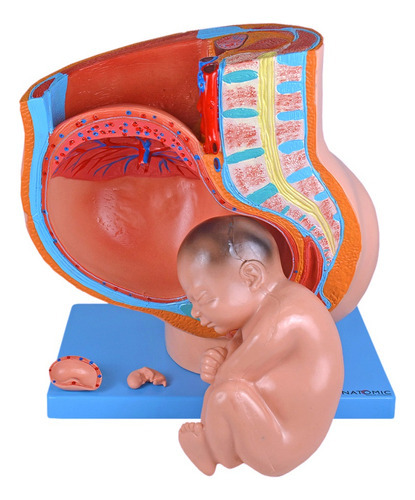 Pelve Anatomic Tgd-0366 de Gravidez em 4 Partes com 39 Semanas Aproximadamente