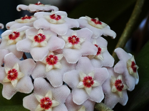 Clepia La Hoya Flor De Cera Trepadora Pequeña Ornamental