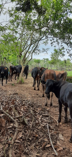 For Sale Finca Ganadera En Monte Plata Hatillo Acepto Permuta Del Cincuenta Porciento Recibo Bitcoin