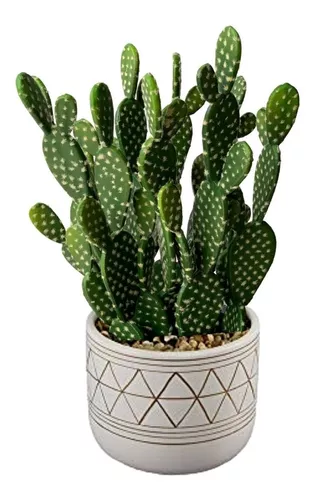 coleção de cactos e plantas da casa com caretas. conjunto de vasos