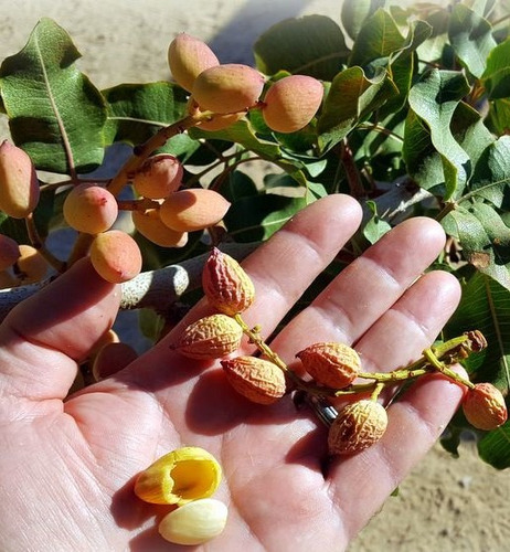 Árbol De Pistacho Mexicano (pistacia) Mas Semillas