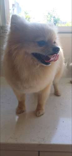 Peluqueria Canina Y Felina A Domicilio