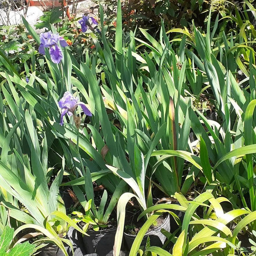 Imagen 4 de 4 de Lirio Azul, Iris Germanica 5lts