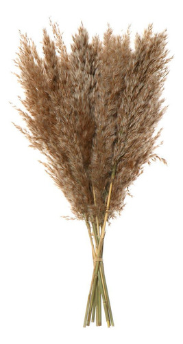 * Ramos Pequeños De Hierba De Pampa Seca Natural, Real