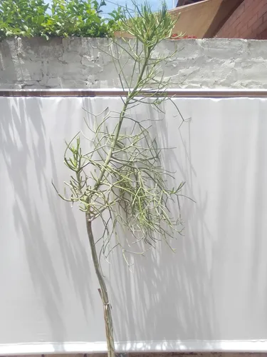 Planta Euphorbia Tirucalli Vta Minorista