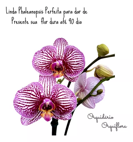 Presente Dia Das Mães Orquídea Florida Ou Com Botão Natural