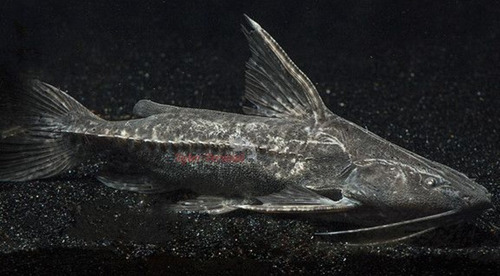 Peixe Armal 12 A 15cm (cote O Frete Antes De Comprar)