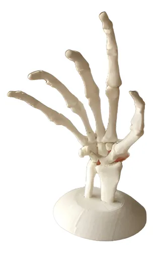 Mano Anatómica Modelo De Impresion 3d 