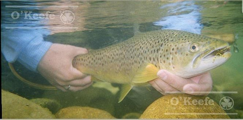 Imagen 8 de 30 de Chacra En Bariloche Sobre El Río Limay - Pesca Patagonia