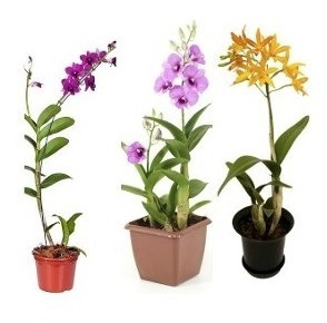 12 Mudas De Orquidea Denphal Promoção | Parcelamento sem juros