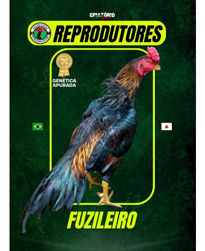 10 Ovos Férteis De Galo Mura Premium Costeiro E Barrigueiro