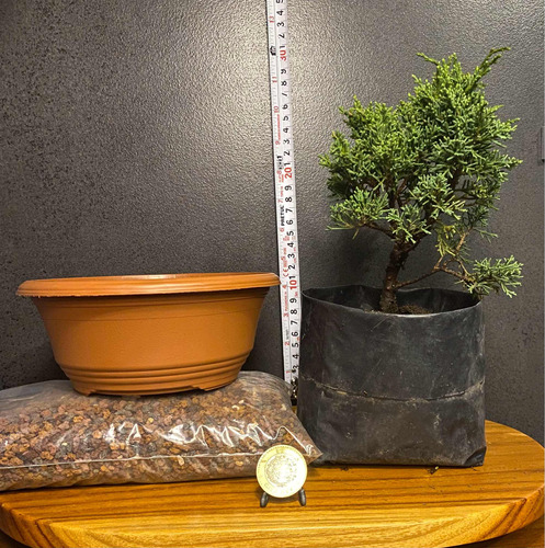 Kit Pre-bonsai Cultivó Junioero Shinpaku