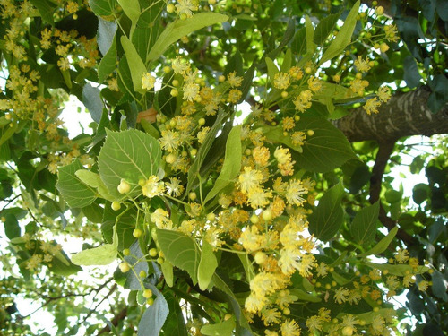 Catalpa - Envase De 15 Lts