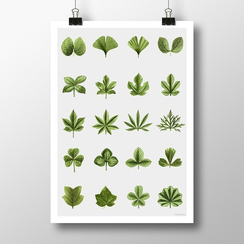 Hojas 4 - Plantas Hojas Láminas Pósters Decoración Interior