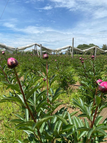 Campo Cercano A Freire