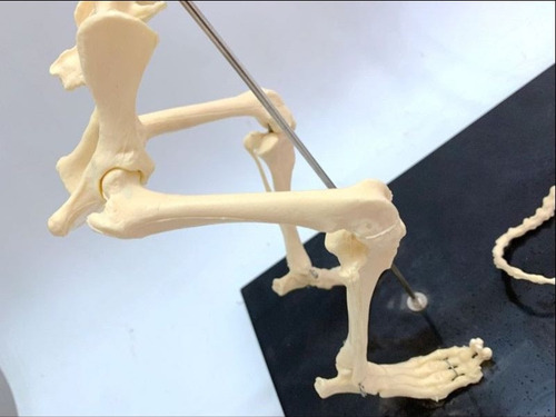 Modelo Anatómico De Perro Esqueleto Veterinaria