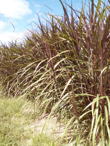 Se Vende Granja En El Estado Carabobo Ve02-1321carab-mtru