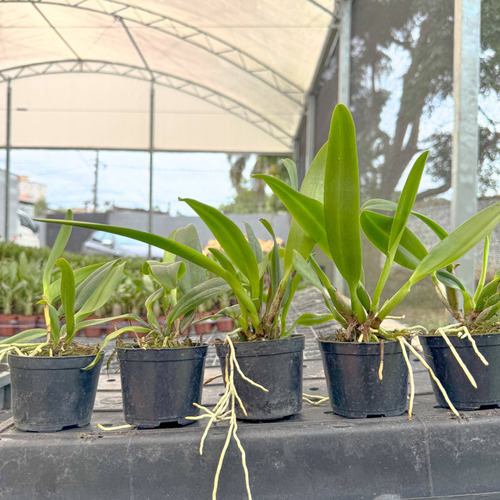 12 Mudas Orquidea Cattleya Pronta Entrega