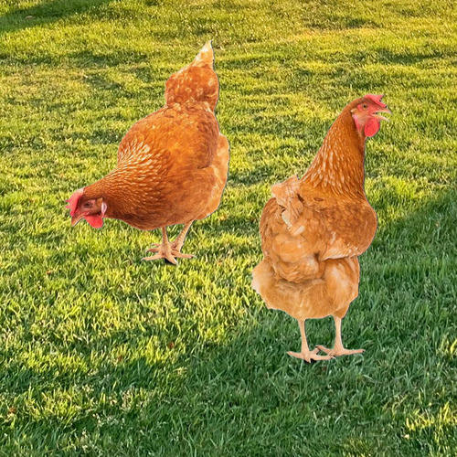 2x Acrílico Estátua De Frango Estaca Jardim Chikcen