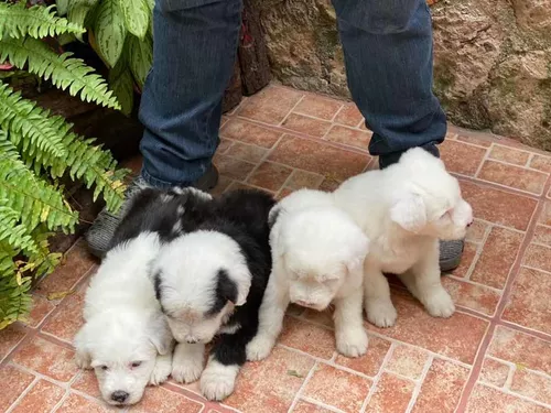 Cachorros Viejo Pastor Ingles Machos y Hembras – ❤️ZooMercado❤️