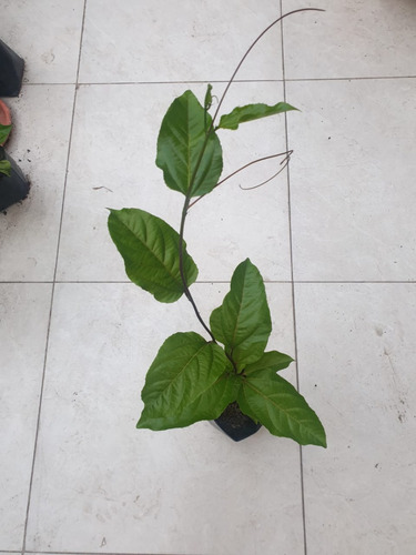 Planta De Maracuyá (passiflora Edulis) - 50 Cm