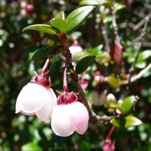 Planta De Murta - Murtilla (ugni Molinae) Frutal Nativo!!