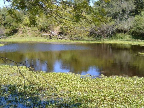 Excelente Ubicación, Zona Privilegiada, Dueño Vende 90 Hectáreas En Juan José Castelli Chaco Sobre Ruta Nacional 95