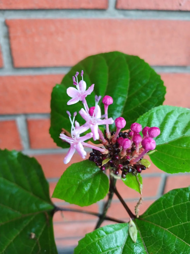 Flor De Gloria / Clerodendro Chino (villa Urquiza Envío S/c)