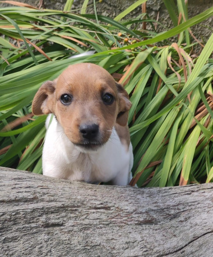 Fox Terrier