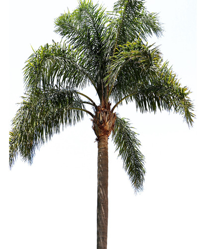 Palmera Pindo 3 M Altura Natural