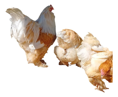 Ovos Férteis Brahma Lemon 12 Ovos