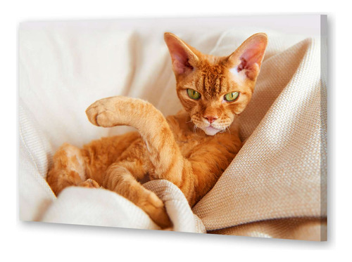 Cuadro 20x30cm Cat 9 Gato Naranja Descansando Sofa