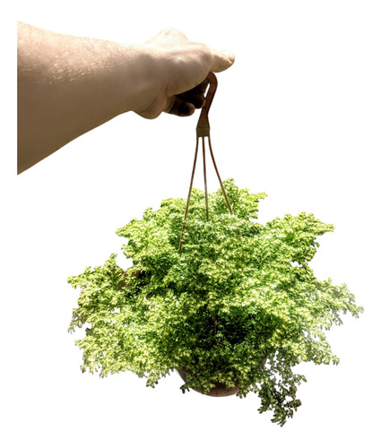 Helecho Arroz - Pilea Microphylla - Planta Colgante - Bol 18
