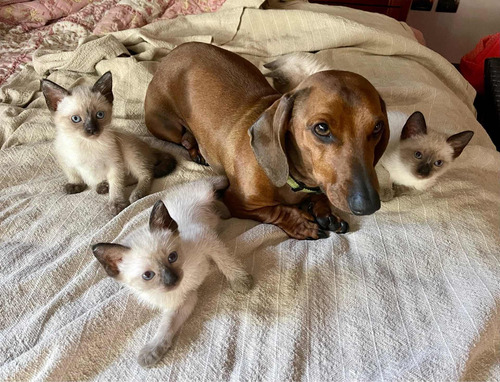 Imagen 3 de 4 de Gatos Siameses